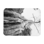 Angkor Cambodja, Boom Ta Prohm Magneet (Horizontaal)