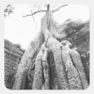 Angkor Cambodja, Boom Ta Prohm Vierkante Sticker
