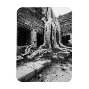 Angkor Cambodja, Ta Prohm Boom Magneet