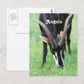 Angola Sable Antelope Briefkaart (Voorkant / Achterkant)