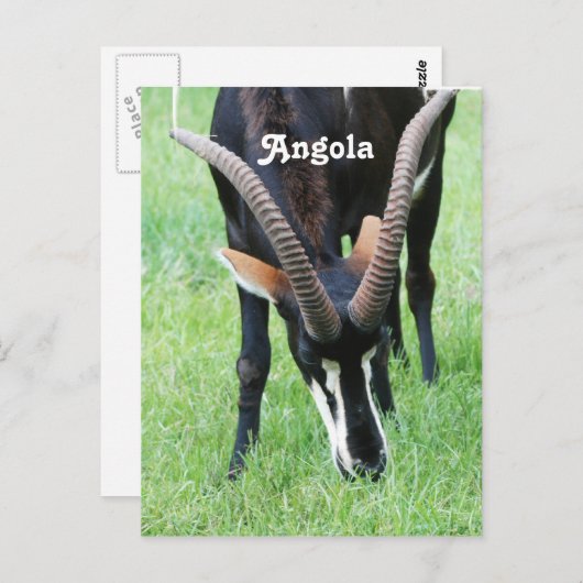 Angola Sable Antelope Briefkaart (Voorkant / Achterkant)