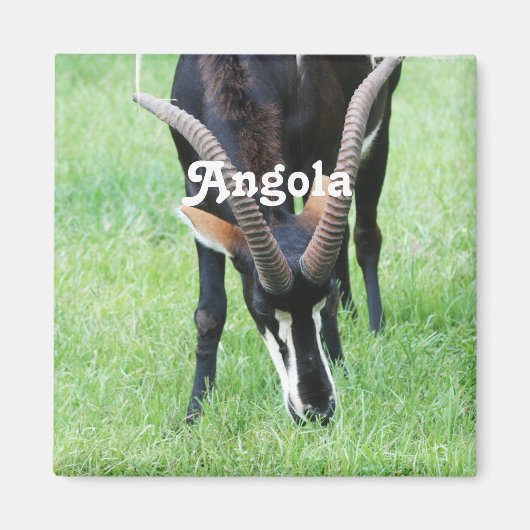 Angola Sable Antelope Magneet (Voorkant)