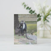 Angolan Black and White Colobus Monkey Briefkaart (Staand voorkant)