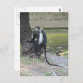 Angolan Black and White Colobus Monkey Briefkaart (Voorkant / Achterkant)