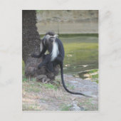 Angolan Black and White Colobus Monkey Briefkaart (Voorkant)