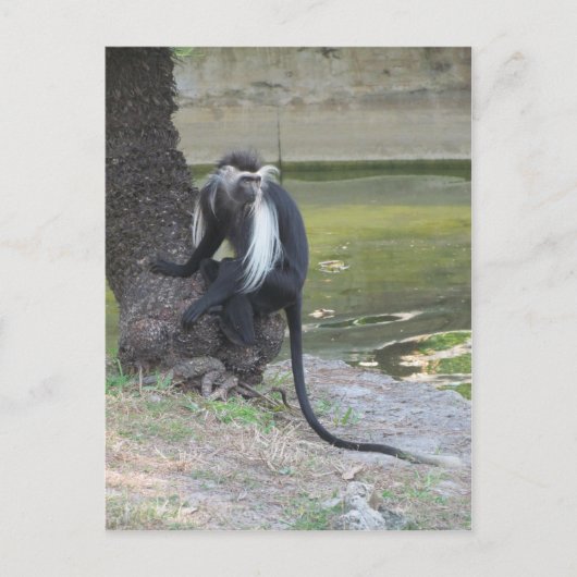 Angolan Black and White Colobus Monkey Briefkaart (Voorkant)