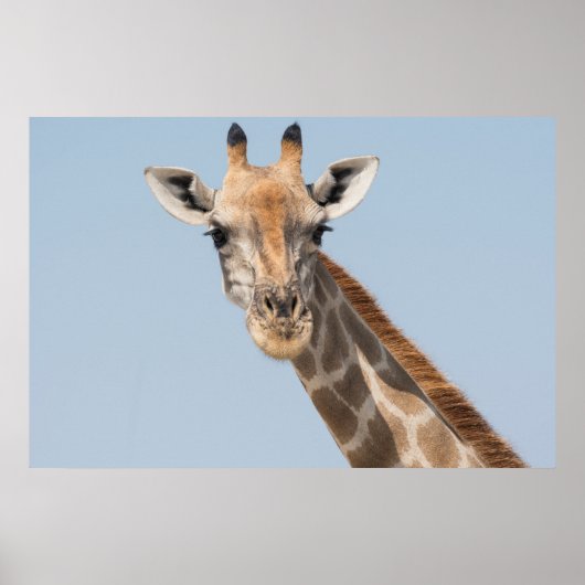 Angolan Giraffe Portrait Poster (Voorkant)