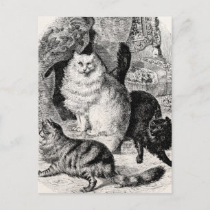 Angora Cat 1800s Perzische Katten Illustratie Briefkaart