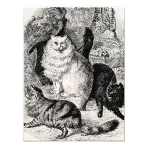 Angora Cat 1800s Perzische Katten Illustratie Foto Afdruk