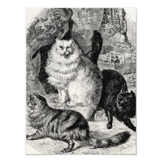 Angora Cat 1800s Perzische Katten Illustratie Foto Afdruk (Voorkant)
