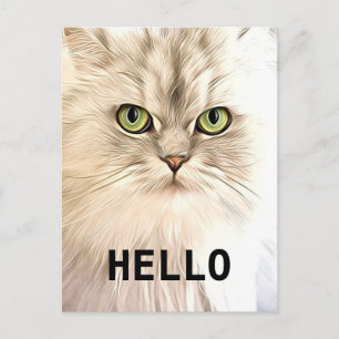 Angora Cat Briefkaart