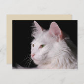 Angora CAT briefkaart (Voorkant / Achterkant)