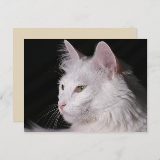 Angora CAT briefkaart (Voorkant / Achterkant)