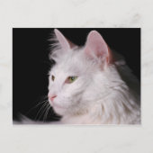 Angora CAT briefkaart (Voorkant)