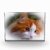 Angora Cat Fotoblokken (Voorkant)