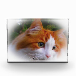 Angora Cat Fotoblokken