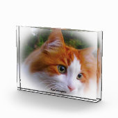 Angora Cat Fotoblokken (Rechts)