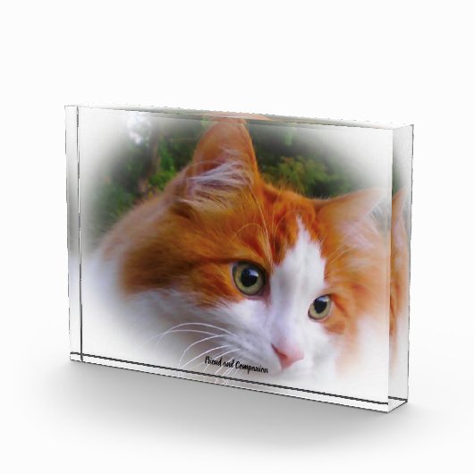 Angora Cat Fotoblokken (Rechts)