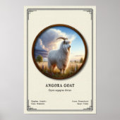 Angora Geit Zoölogie Serie Poster (Voorkant)