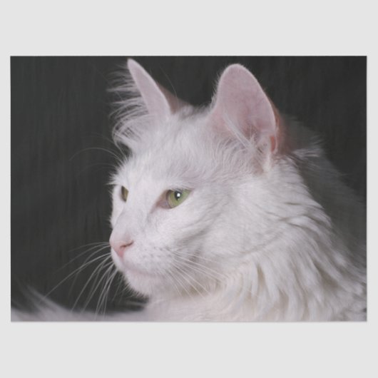 angora kattenpapier tissuepapier (Voorkant)