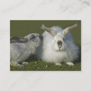 Angora Rabbit Breeder, Pet Store - Two Sided Visitekaartje