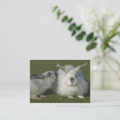 Angora Rabbit Breeder, Pet Store - Two Sided Visitekaartje (Staand voorkant)
