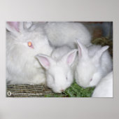 ANGORA RABBITS POSTER (Voorkant)