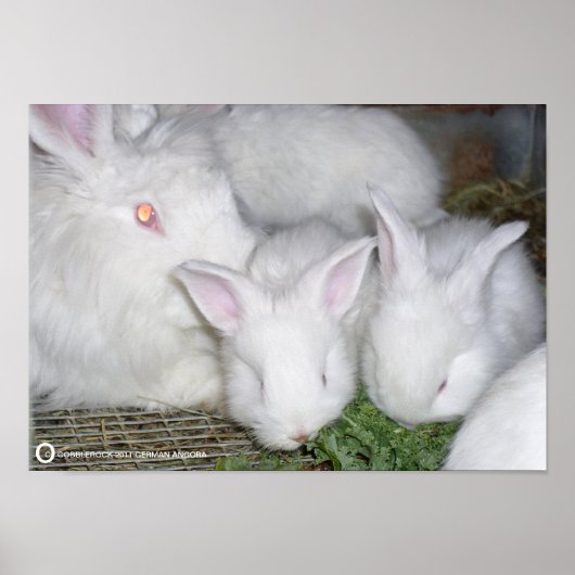 ANGORA RABBITS POSTER (Voorkant)