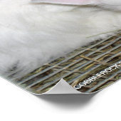 ANGORA RABBITS POSTER (Hoek)