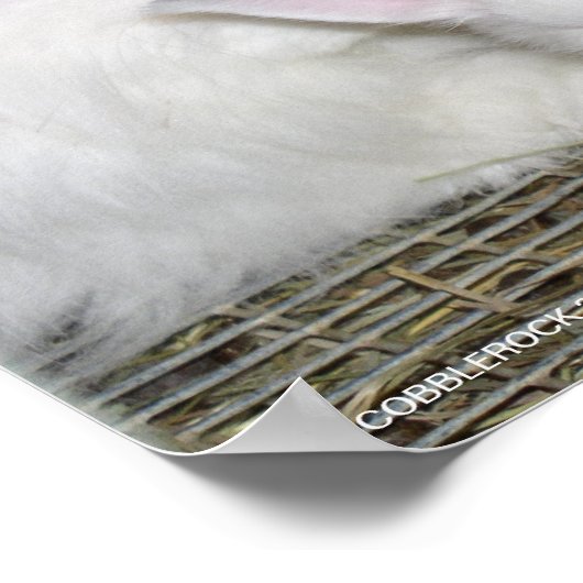 ANGORA RABBITS POSTER (Hoek)