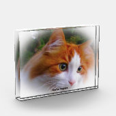 Angorakat Fotoblokken (Links)