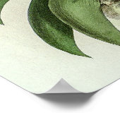 Angraecum Leonis Orchid Poster (Hoek)