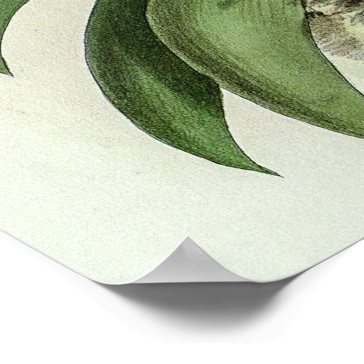 Angraecum Leonis Orchid Poster (Hoek)