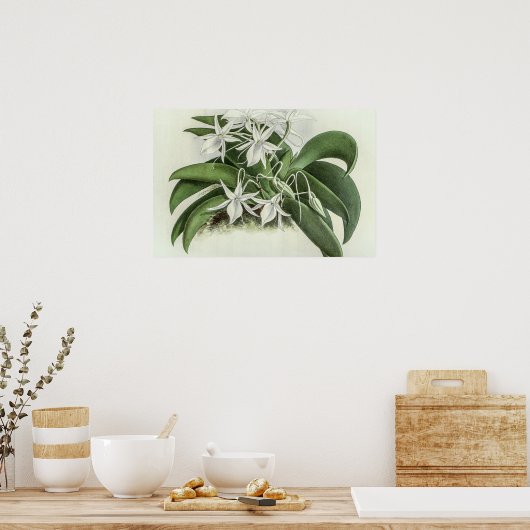 Angraecum Leonis Orchid Poster (Keuken)