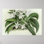 Angraecum Leonis Orchid Poster (Voorkant)
