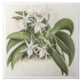  Angraecum Leonis Orchidee Flower Tegeltje (Voorkant)