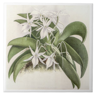 Angraecum Leonis Orchidee Flower Tegeltje