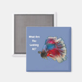 Angry Betta Fighting Fish Waar kijk je naar? Magneet (Voorkant / Achterkant)