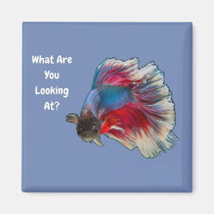 Angry Betta vecht vis waar kijk je naar? Magneet
