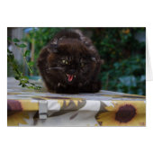 Angry Black Cat (Voorkant Horizontaal)