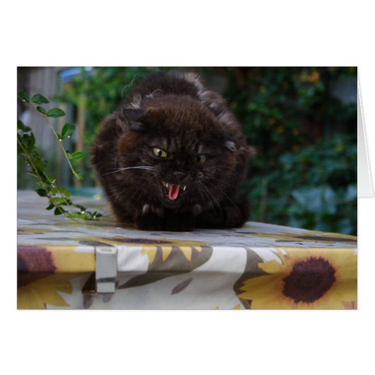Angry Black Cat (Voorkant Horizontaal)