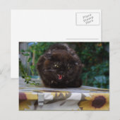 Angry Black Cat Briefkaart (Voorkant / Achterkant)