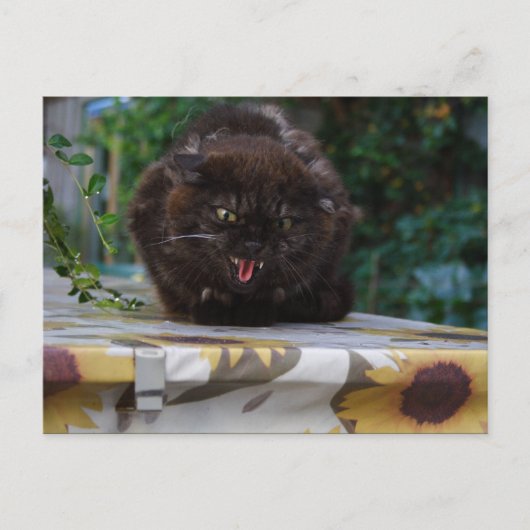 Angry Black Cat Briefkaart (Voorkant)