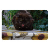 Angry Black Cat Magneet (Horizontaal)