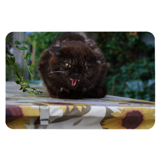 Angry Black Cat Magneet (Horizontaal)