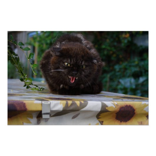 Angry Black Cat Poster (Voorkant)
