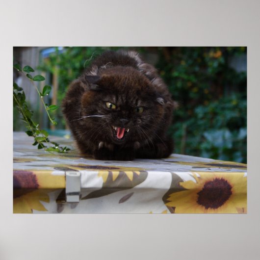 Angry Black Cat Poster (Voorkant)