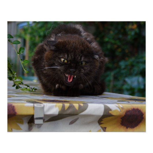 Angry Black Cat Poster (Voorkant)