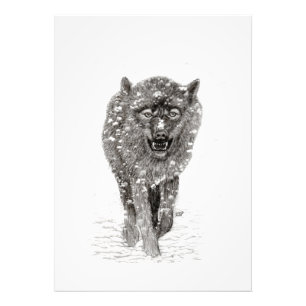 Angry Black Wolf in sneeuw, wilde winter Foto Afdruk