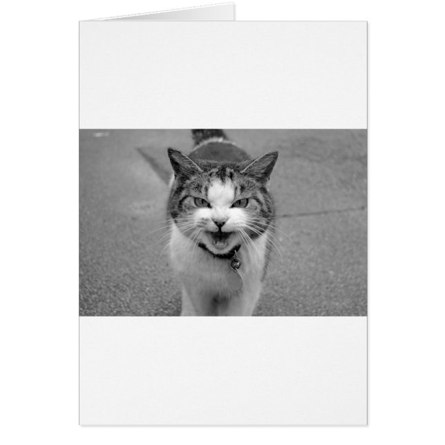 Angry Cat (Voorkant)